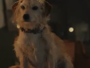 What Breed of Dog Is Buddy in Cruella? Popular Movie Pup