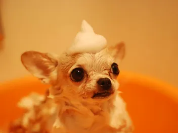 10 Common Dog Grooming Mistakes & Vet-Approved Tips to Avoid Them
