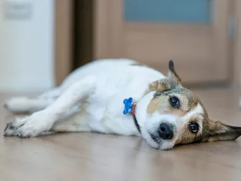 My Dog Is Losing Balance & Falling Over: 8 Vet-Explained Reasons
