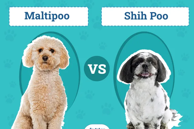 Maltipoo vs Shih Poo: The Differences (With Pictures)