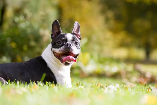 8 Dogs Prone to Cushing's Disease: Vet-Approved Health Guide