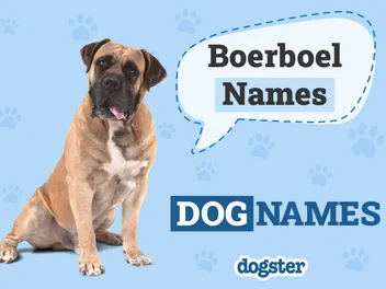 220+ Unique Boerboel Names: Ideas for Strong & Loyal Dogs