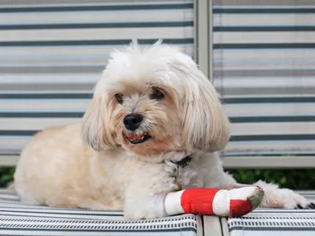 How Do Dogs Feel Pain? Differences With Humans & Signs to Look For