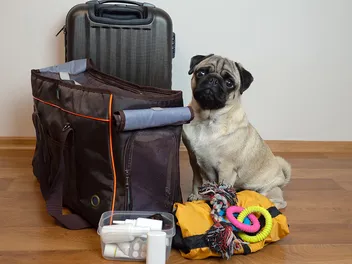 Pet Emergency Kit Checklist: 15 Vet-Approved Items to Be Ready