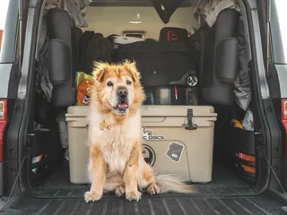 Road Tripping With Your Dog: 15 Vet-Approved Essentials