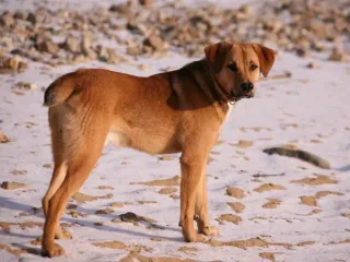Beagle Bloodhound Mixed Dog Breed: Info, Pictures, Care & More