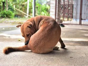 Why Is My Dog Licking Their Butt A Lot? 6 Vet Reviewed Reasons
