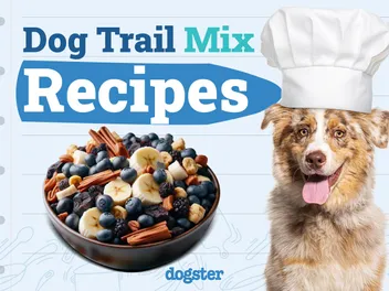 5 Dog Trail Mix Recipes You Can Make Today