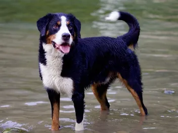 What Were Bernese Mountain Dogs Bred For? History & Facts