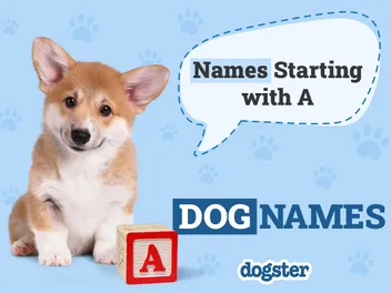 150 Dog Names Starting With A for Your Awesome Pup