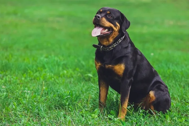 Are Rottweilers Good Dogs? Facts, Temperament & Tips