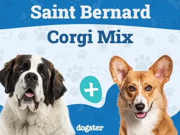 St. Bernard Corgi Mixed Dog Breed: Info, Pictures, Care & Traits