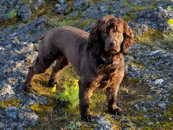 Boykin Spaniel Dog Breed: Info, Pictures, Care, Traits & More