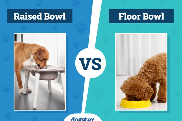 Raised vs Floor Dog Bowls: Key Differences (With Pictures)
