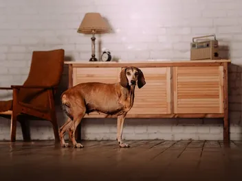 How to Keep Your Dog Calm During Home Renovations: 10 Vet-Reviewed Tips