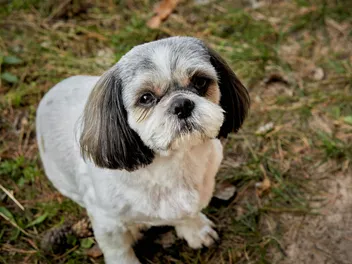 10 Great Shih Tzu Haircuts & Styles in 2026 (With Pictures)