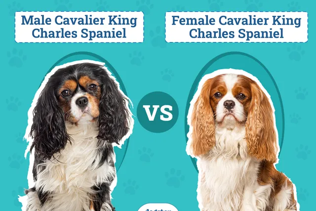 Male vs Female Cavalier King Charles Spaniels: The Differences (With Pictures)