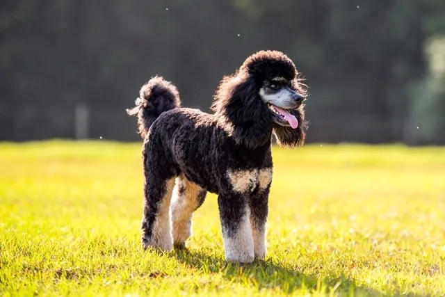 Poodle Personality & Temperament: Exploring Poodle Behavior