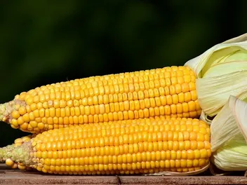 How Long Will a Corn Cob Stay in My Dog’s Stomach? Vet-Approved Facts