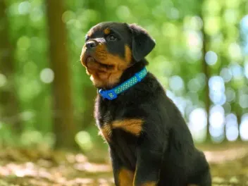 Are Rottweilers Good for First-Time Dog Owners? Read Before Adopting One