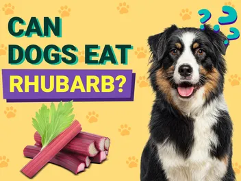 Can Dogs Eat Rhubarb? Vet-Verified Nutrition Facts & FAQ