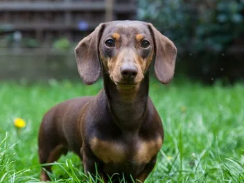 6 Miniature Dachshund Health Problems: Our Vet Discusses Causes, Signs & Prevention