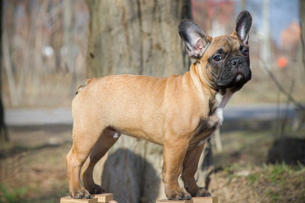 french bulldog