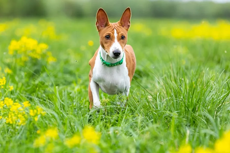 Basenji outdoor