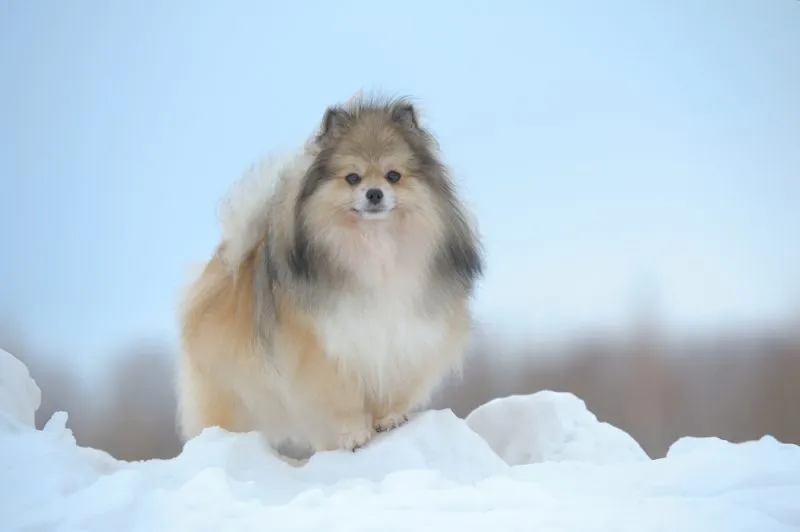 german spitz dog standing in the snow