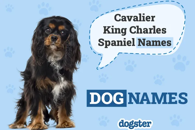 350+ Cavalier King Charles Spaniel Names: Elegant, Cute & Famous Ideas