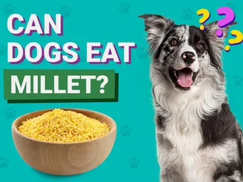 Can Dogs Eat Millet? Vet-Verified Benefits & Potential Risks