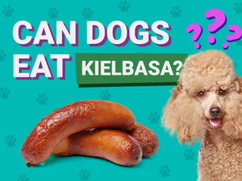 Can Dogs Eat Kielbasa? Vet Reviewed Facts & FAQ
