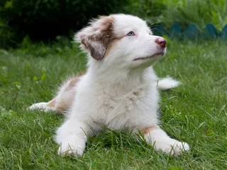 White Australian Shepherd: Info, Pictures, Origin & History