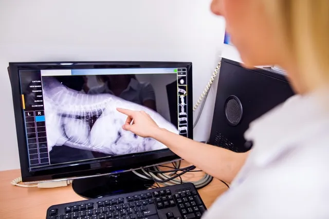 How Much Does a Dog X-Ray Cost? Pricing 2026 Guide