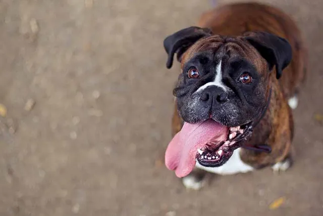 What Is a Normal Dog Respiration Rate? Vet-Reviewed Facts