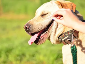 Do Dogs Have a Good Sense of Humor? The Interesting Answer!
