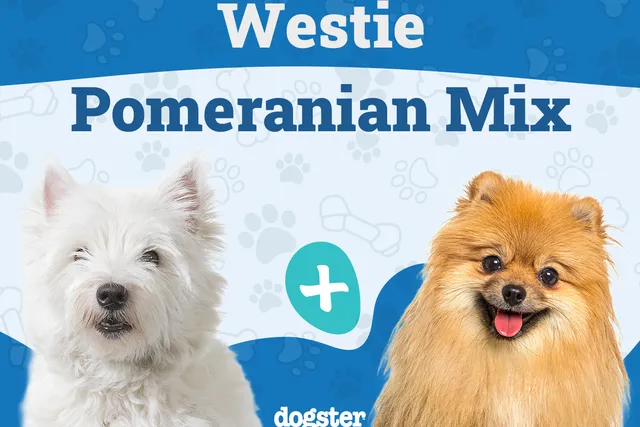 Weeranian (Westie & Pomeranian Mix): Info, Pictures, Care & More
