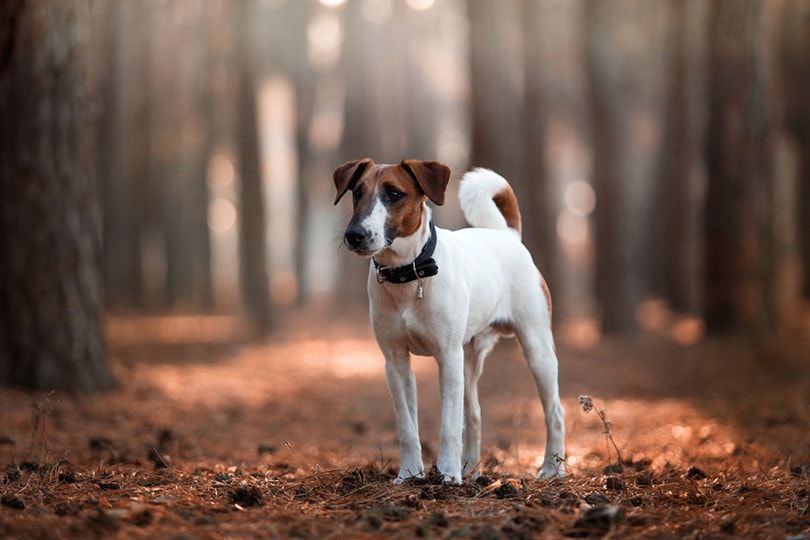 Smooth Fox Terrier
