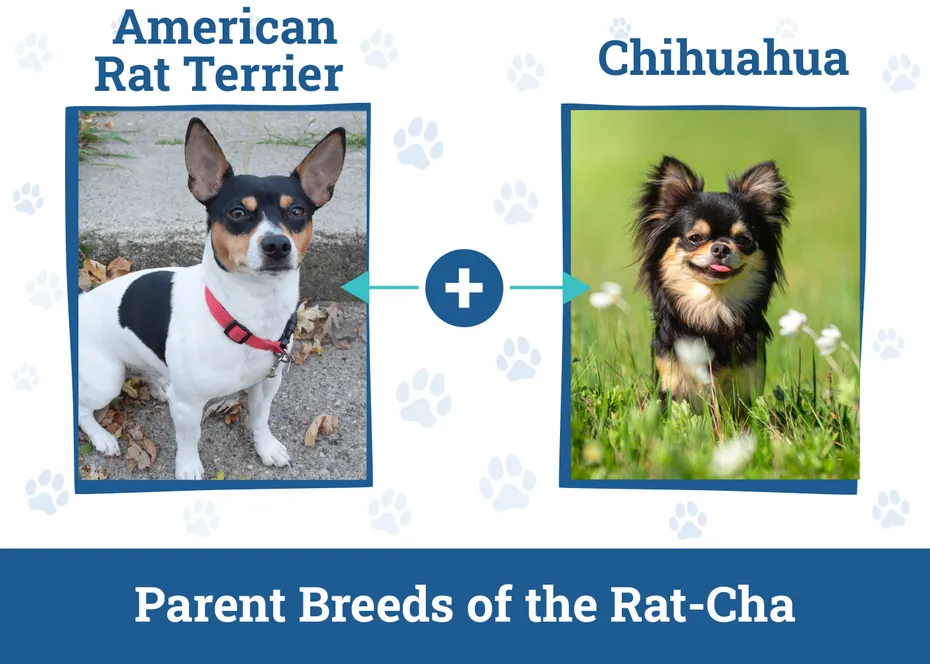 Parent Breeds of the Rat-Cha