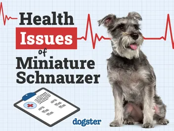 7 Common Miniature Schnauzer Health Problems: Vet-Verified Causes, Signs & Treatment