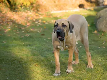 8 Great Off-Leash Dog Parks in Cape Coral, FL You Can Visit Today