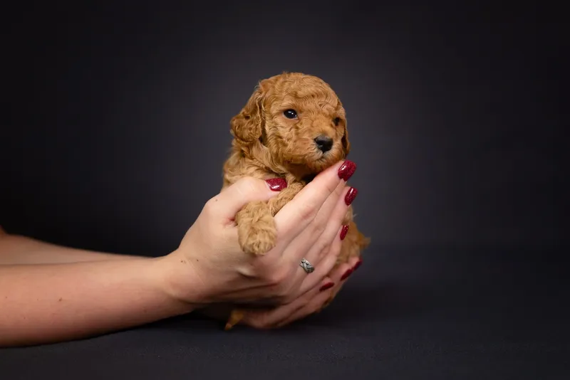 Toy Poodle puppy in hands