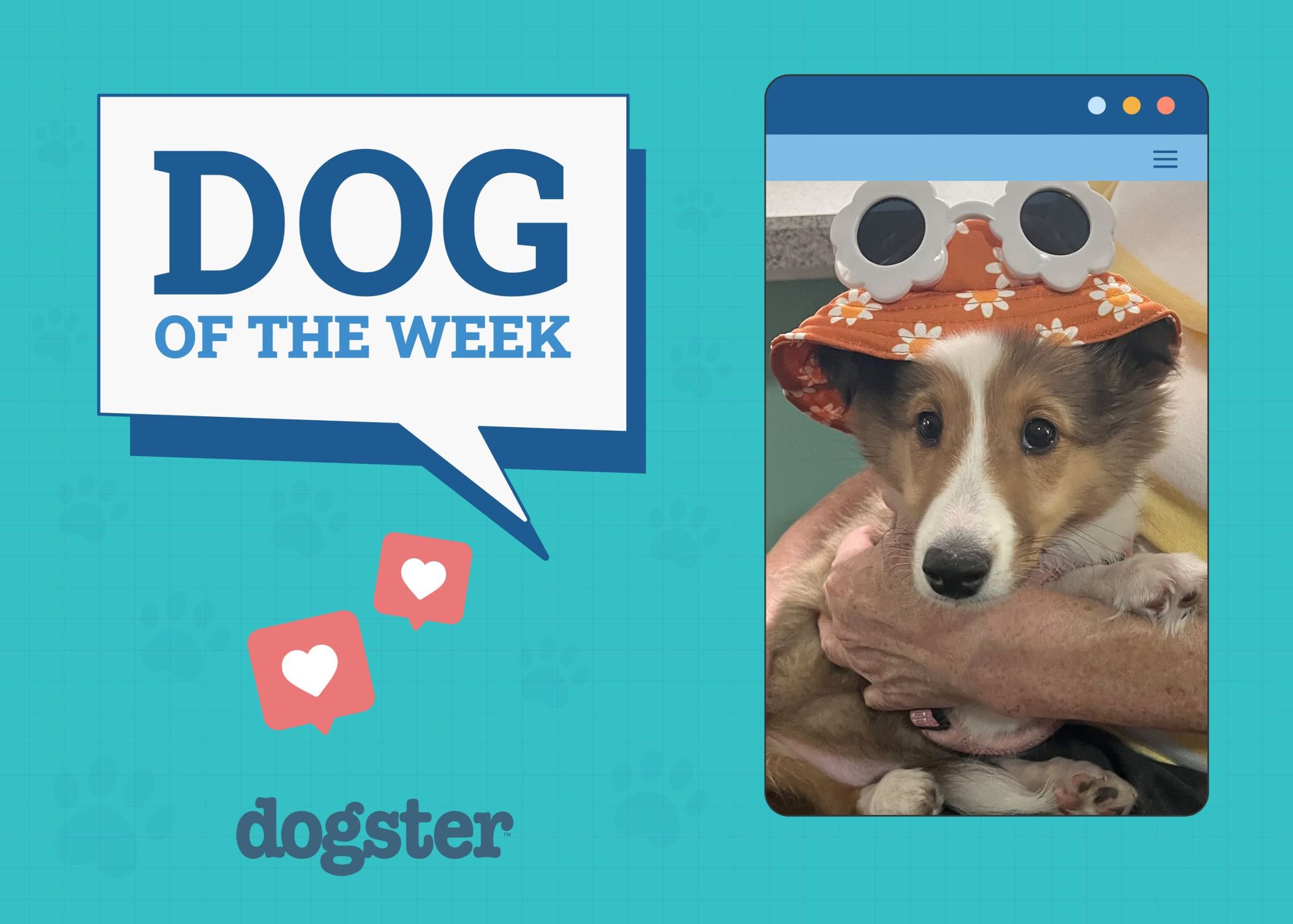 Dogster-dogofweek_may1