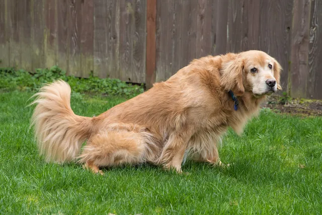 Why Is My Dog's Pee Green? 5 Vet Reviewed Reasons & What to Do