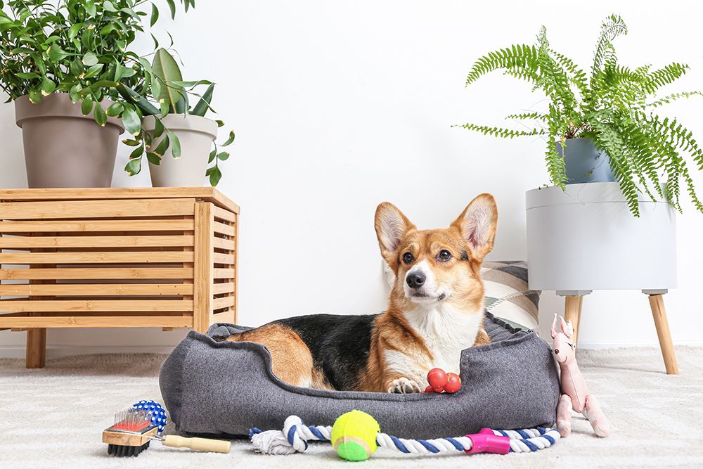 corgi lying in dog bed surrounded with pet accessories