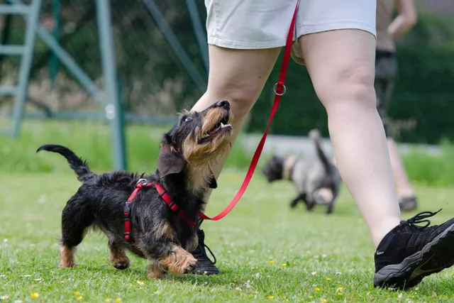 Should You Walk a Dog With Luxating Patella? Vet Explained Health Concerns & Treatments