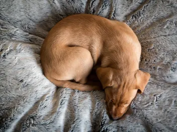 Why Is My Female Dog Peeing in Her Sleep? Vet-Reviewed Causes & Tips