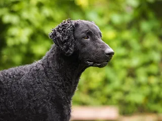 Curly-Coated Retriever Dog Breed: Info, Pictures, Care & More