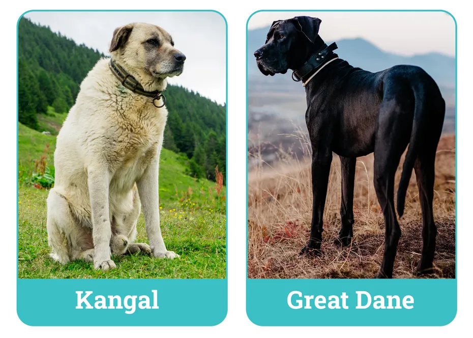 Kangal vs Great Dane