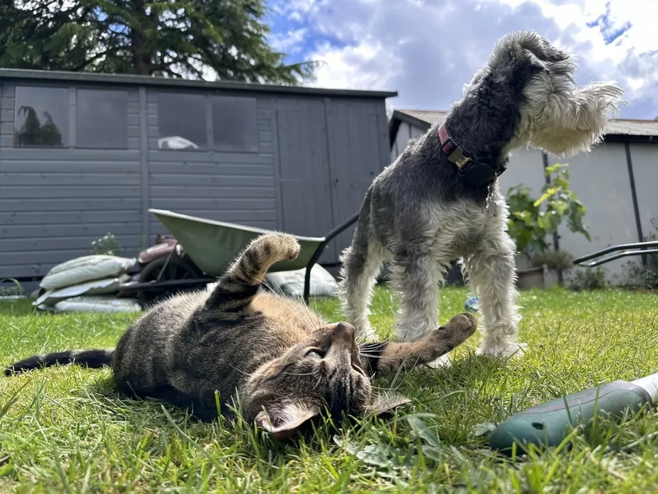 Cat and miniature Schnauzer playing